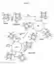 Fig. 06 - Methods of Enhanced Detection and Therapy of Inflamed Tissues Using Immune Modulation