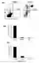 Fig. 08 - Methods of identifying compounds for the treatment of sterile inflammation