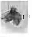 Fig. 07 - Delivery System for Topically Applied Compounds