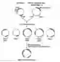 Fig. 01 - Herpes Virus-Based Compositions and Methods of Use