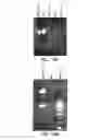 Fig. 12 - Bacteriophages that Infect Bacillus Bacteria (Anthrax)
