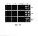 Fig. 15 - Bacteriophages that Infect Bacillus Bacteria (Anthrax)