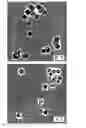Fig. 01 - Cold storage of modified platelets