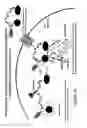Fig. 32 - Activatable photodynamic therapy agents