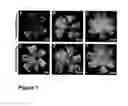 Fig. 02 - Revascularization of Ischemic Retinal Tissue and Screening Method Therefor