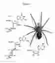 Fig. 02 - Therapeutic compounds derived from spider venom and their method of use