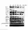 Fig. 01 - Methods for inhibiting tumor cell growth