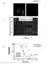 Fig. 03 - Methods for inhibiting tumor cell growth