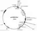 Fig. 01 - DENDRITIC CELL POTENTIATION