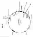 Fig. 10 - DENDRITIC CELL POTENTIATION