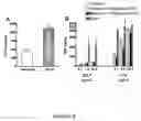 Fig. 10 - Method for Stimulating the Immune Response of Newborns