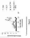Fig. 08 - Method for preparing a stable immunogenic product comprising antigenic heterocomplexes of TNFα and a carrier protein