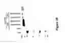 Fig. 11 - Recombinant MVA viruses expressing clade A/G, clade B, and clade C modified HIV env, gag and pol genes