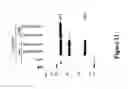 Fig. 12 - Recombinant MVA viruses expressing clade A/G, clade B, and clade C modified HIV env, gag and pol genes