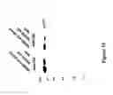 Fig. 17 - Recombinant MVA viruses expressing clade A/G, clade B, and clade C modified HIV env, gag and pol genes
