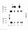 Fig. 24 - Recombinant MVA viruses expressing clade A/G, clade B, and clade C modified HIV env, gag and pol genes