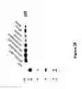 Fig. 31 - Recombinant MVA viruses expressing clade A/G, clade B, and clade C modified HIV env, gag and pol genes