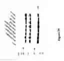 Fig. 32 - Recombinant MVA viruses expressing clade A/G, clade B, and clade C modified HIV env, gag and pol genes