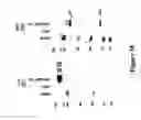 Fig. 41 - Recombinant MVA viruses expressing clade A/G, clade B, and clade C modified HIV env, gag and pol genes