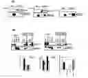 Fig. 06 - Variant Polypeptide and Screening Assay