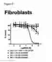Fig. 05 - Angiogenesis inhibitors
