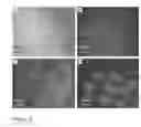 Fig. 12 - Cell-Laden Hydrogels