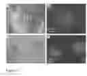 Fig. 13 - Cell-Laden Hydrogels