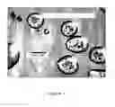 Fig. 02 - Use of Glycerol Dipalmitostearate for Improving the Bioavailability of Protein Active Ingredients in Subcutaneous or Intramuscular Injectable Formulations