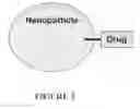 Fig. 04 - Polymeric nanoparticles by ion-ion Interactions