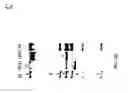 Fig. 29 - Starter Cultures and Fermentation Method