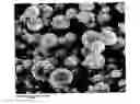 Fig. 01 - Carbonaceous Materials