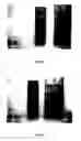 Fig. 03 - Noble Metal Fine Particle Support and Method of Manufacturing the Same