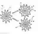 Fig. 01 - Control of Transport to and from Nanoparticle Surfaces