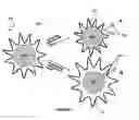 Fig. 03 - Control of Transport to and from Nanoparticle Surfaces