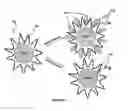 Fig. 04 - Control of Transport to and from Nanoparticle Surfaces