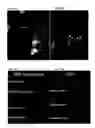 Fig. 09 - Compositions and methods for monosynaptic transport