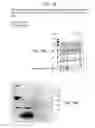 Fig. 41 - Nucleotide and amino acid sequences, and assays and methods of use thereof for diagnosis of cardiac disease