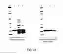 Fig. 44 - Nucleotide and amino acid sequences, and assays and methods of use thereof for diagnosis of cardiac disease