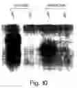 Fig. 34 - Methods of modulating CARK protein activity