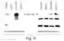 Fig. 35 - Methods of modulating CARK protein activity