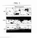 Fig. 02 - METHODS FOR DIAGNOSING AND TREATING HEMOSTATIC DISORDERS BY MODULATING P-SELECTIN ACTIVITY