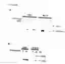 Fig. 06 - Inducible Nitric Oxide Synthase Binds, S-Nitrosylates, and Activates Cyclooxygenase-2