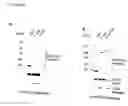 Fig. 07 - Inducible Nitric Oxide Synthase Binds, S-Nitrosylates, and Activates Cyclooxygenase-2