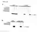 Fig. 09 - Inducible Nitric Oxide Synthase Binds, S-Nitrosylates, and Activates Cyclooxygenase-2