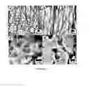 Fig. 07 - Therapeutic Uses of Artificial Nanostructures