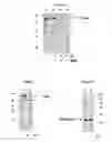 Fig. 04 - Lactoferrin cleavage of neisserial proteins