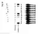 Fig. 43 - Quasirandom structure and function guided synthesis methods