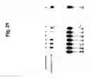 Fig. 44 - Quasirandom structure and function guided synthesis methods
