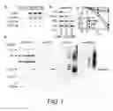 Fig. 02 - Methods For Producing Dendritic Cells That Have Acquired Ctl-Inducing Ability