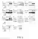Fig. 03 - Methods For Producing Dendritic Cells That Have Acquired Ctl-Inducing Ability